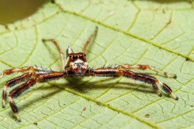 yaprak üzerinde örümcek atl