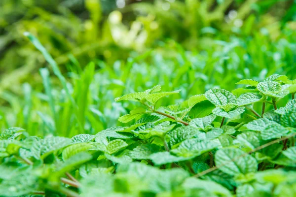 Hojas de menta textura —  Fotos de Stock