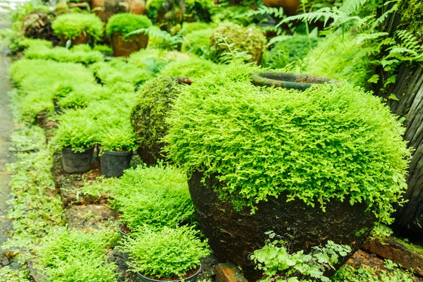 Moss a kertben cserépben. — Stock Fotó