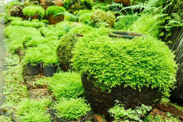 Pots in the garden with moss. — Stock Photo, Image