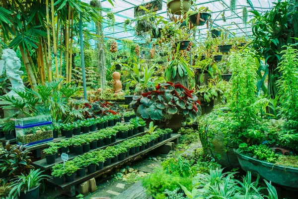 Bahçedeki saksı bitkileri