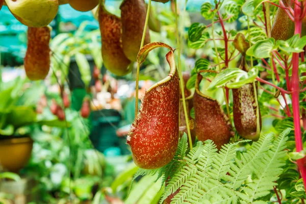 Nepenthes in garden — Stock Photo, Image