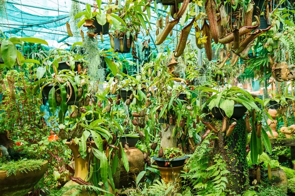 Nepenthes en el jardín — Foto de Stock