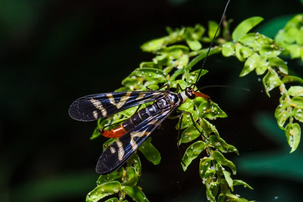 Hmyz na zeleném listu — Stock fotografie