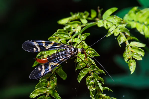 Insect on green leaf — Stock Photo, Image