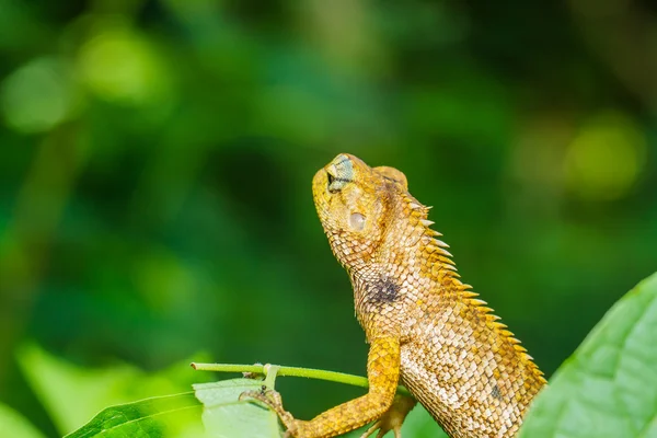 Thailand chameleon on green leaf — Stock Photo, Image