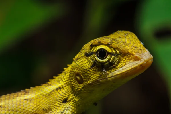 Thailand chameleon on green leaf — Stock Photo, Image