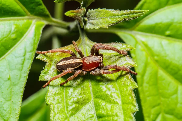 Jumping spider on leaf — Stock Photo, Image