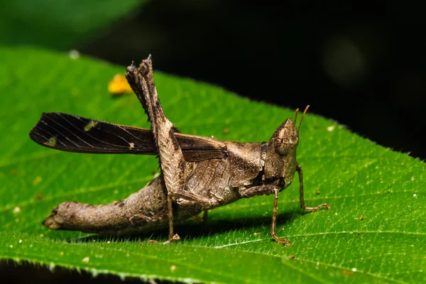 Brown grasshopper on leaf — Stock Photo, Image