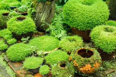 moss ile Bahçe saksı.