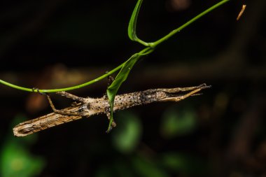 Yeşil yapraklı böcek.