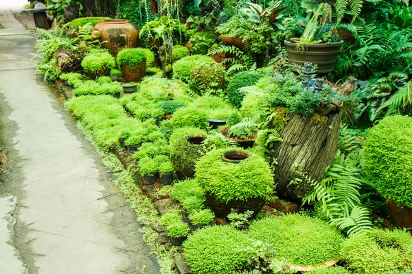 Pots in the garden with moss. — Stock Photo, Image