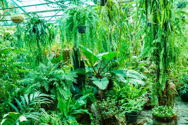 Helecho en el jardín — Foto de Stock