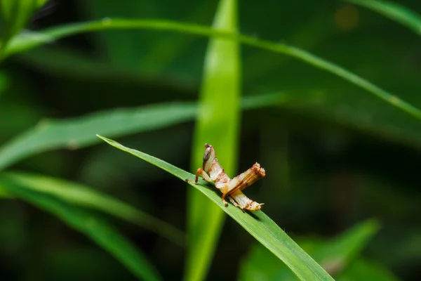 Sauterelle brune sur feuille — Photo