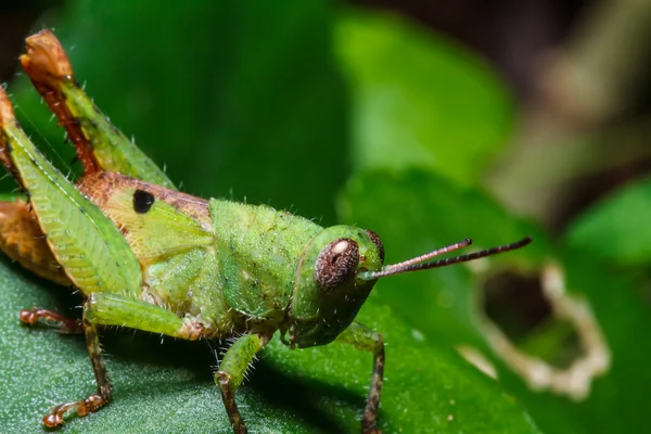 Grasshopper verde na folha — Fotografia de Stock