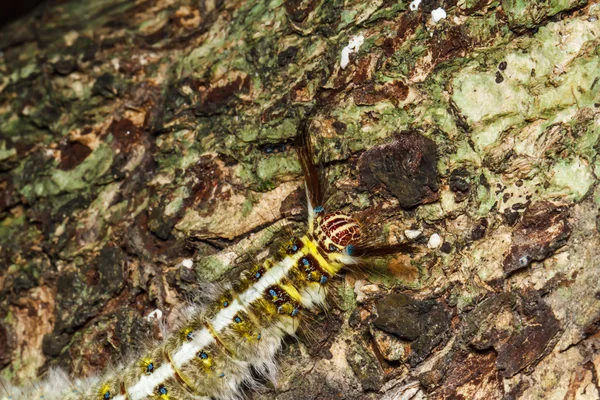 Kıllı caterpillar ağaç üzerinde — Stok fotoğraf