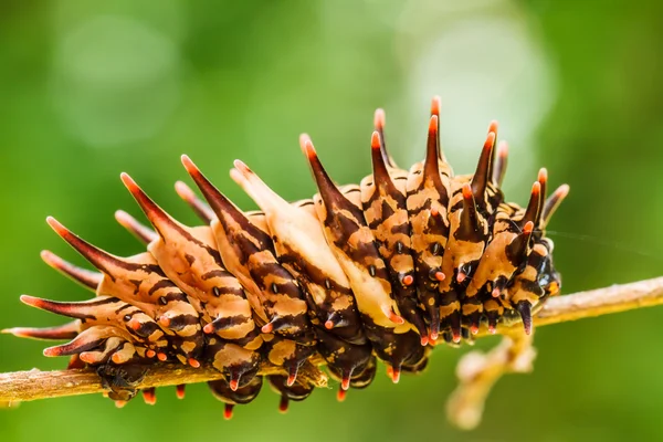 Raupe Goldener Vogelflügel — Stockfoto