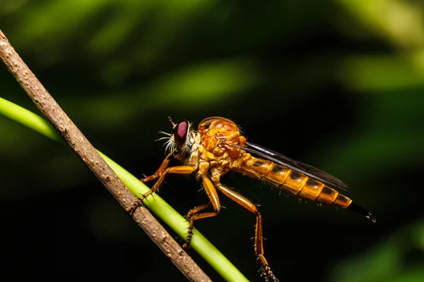 Ladrón mosca — Foto de Stock