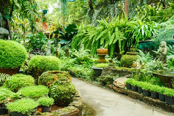 Töpfe im Garten mit Moos. — Stockfoto