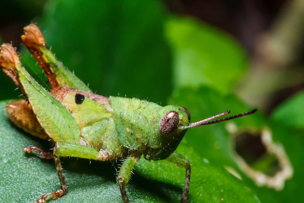Zelená kobylka na list — Stock fotografie