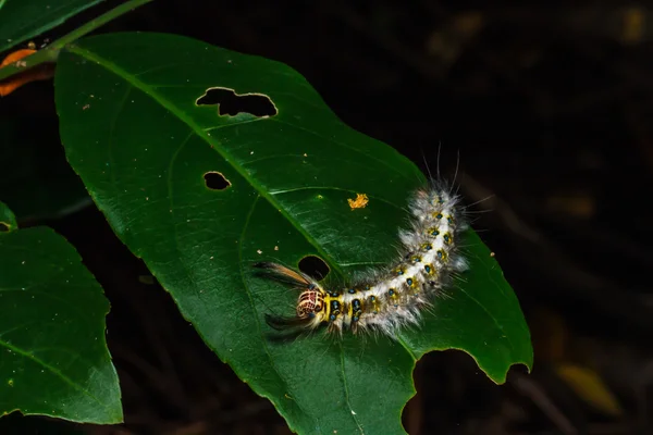 Oruga peluda sobre hoja verde — Foto de Stock