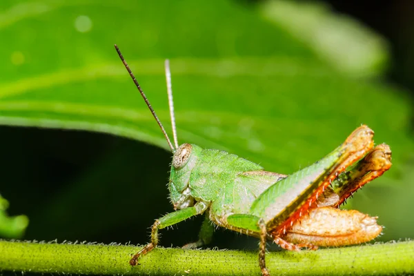 Зеленый кузнечик на листе — стоковое фото