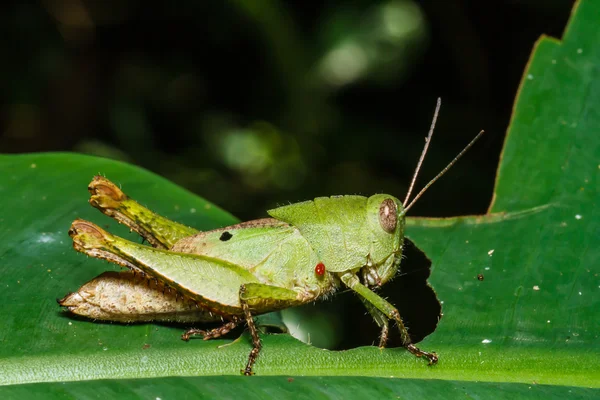 Groene grasshoper op blad — Stockfoto