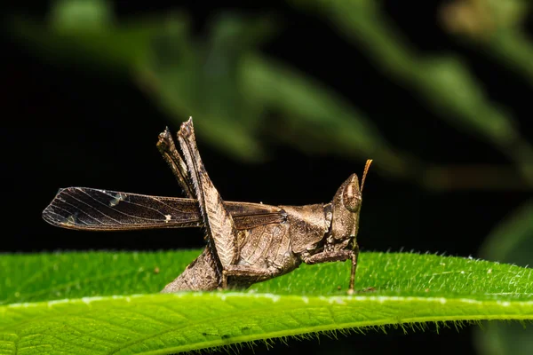 Brown grasshopper on leaf — Stock Photo, Image
