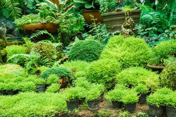 Pots dans le jardin avec mousse . — Photo