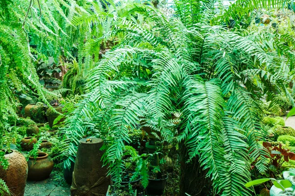 Farn im Garten — Stockfoto