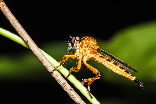 Räuberfliege — Stockfoto