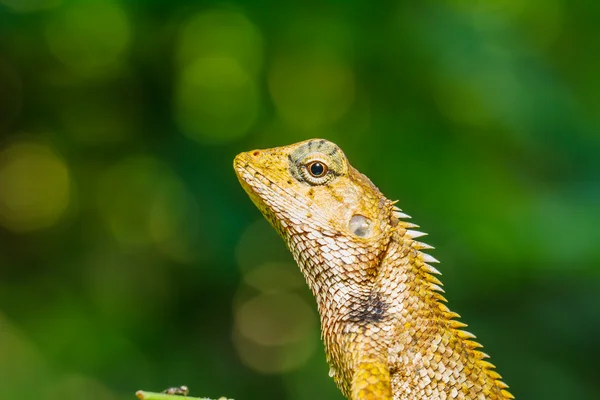 Camaleón de Tailandia sobre hoja verde —  Fotos de Stock