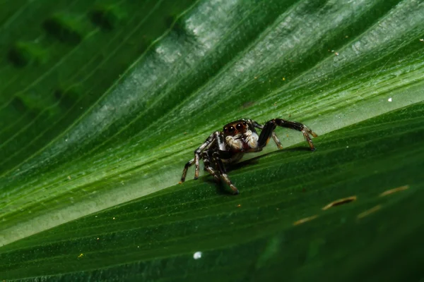 Jumping spider on leaf — Stock Photo, Image