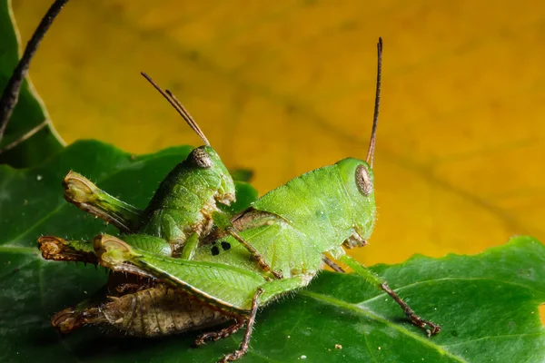 Yaprak üzerinde yeşil grasshoper — Stok fotoğraf