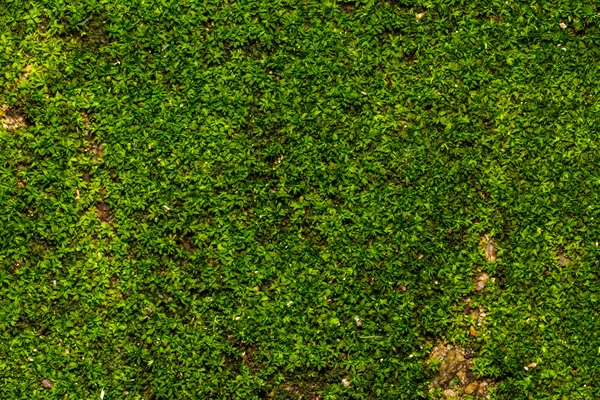 Textura de hoja de musgo — Foto de Stock