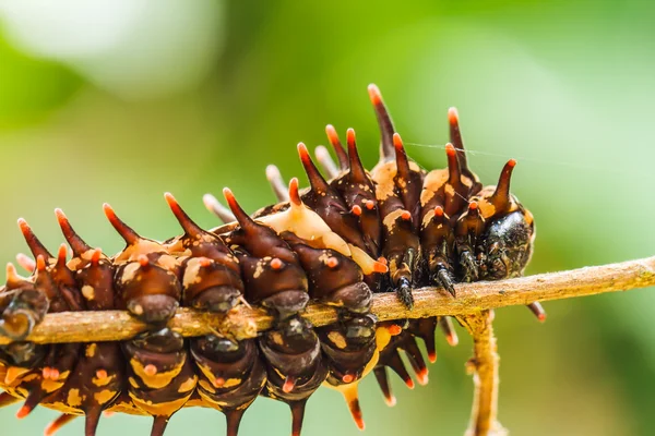 Oruga ala dorada de aves — Foto de Stock