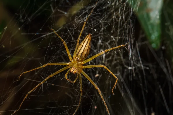 Spinnen uit het nest — Stockfoto