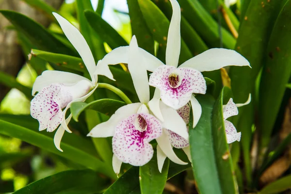 Orquídea branca na árvore — Fotografia de Stock