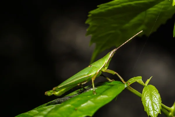 Sprinkhaan op groen blad — Stockfoto