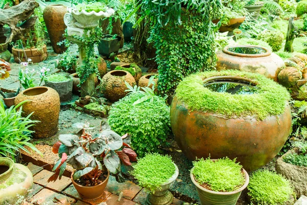 Ollas en el jardín con musgo . — Foto de Stock