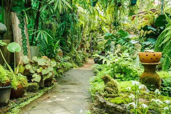 Töpfe im Garten mit Moos. — Stockfoto