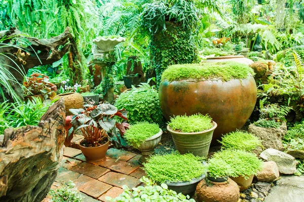 Pots dans le jardin avec mousse . — Photo