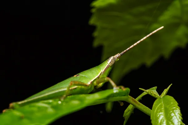 Grasshopper on green leaf — Stock Photo, Image