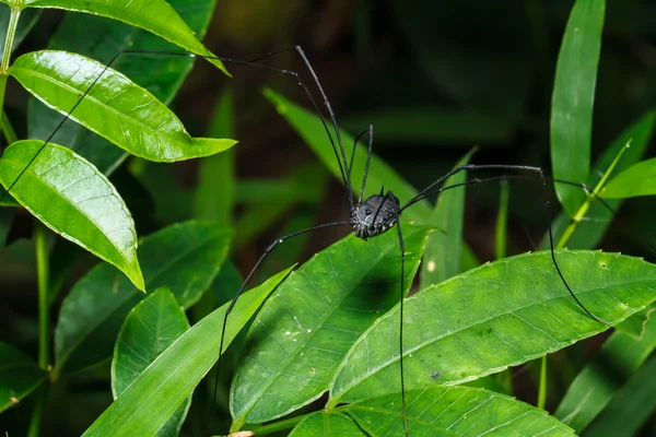 Schwarze Spinne lange Beine — Stockfoto