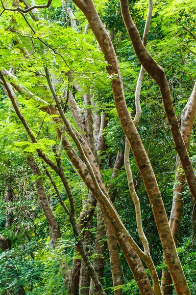 Floresta árvore — Fotografia de Stock