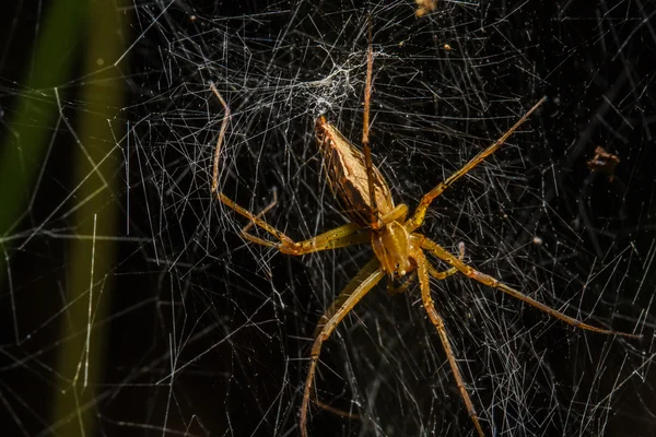 Spinnen uit het nest — Stockfoto