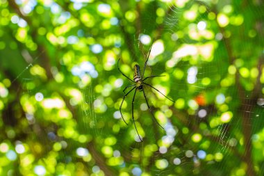 yuvaya örümcekleri