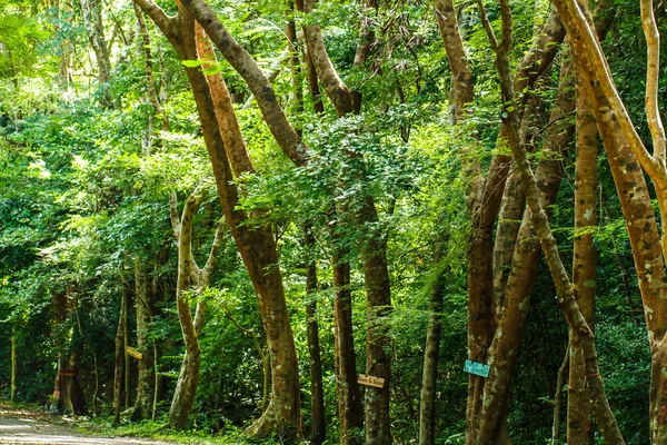 Árbol forestal —  Fotos de Stock