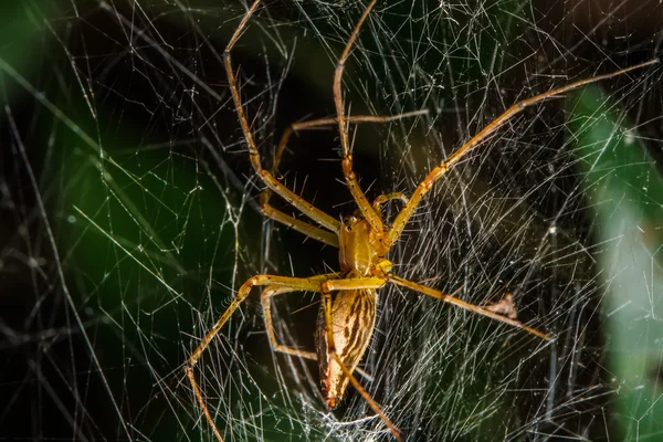 Aranhas no ninho — Fotografia de Stock