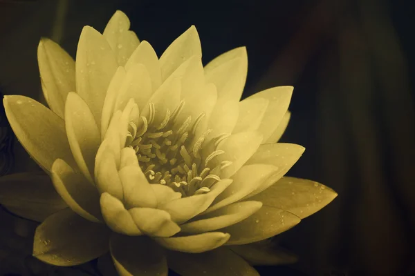 Water Lily in pond — Stock Photo, Image